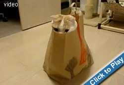 the-bag-cat.webp