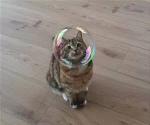 The_Bubbbble_s.webp
