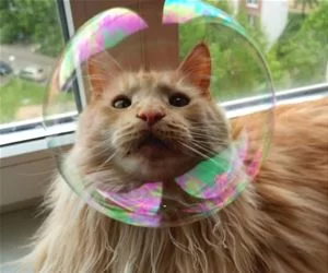 The_Bubble_Cat_s.webp