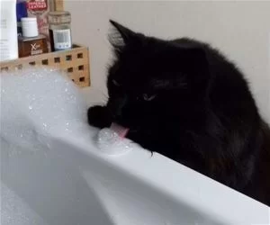 The_Bubbles_s.webp