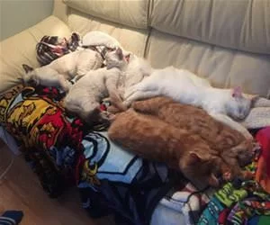 The_Cat_Couch_s.webp