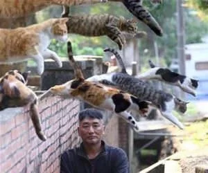 The_Cat_Gang_s.webp