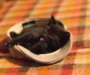 The_Cat_In_The_Hat1258_s.webp