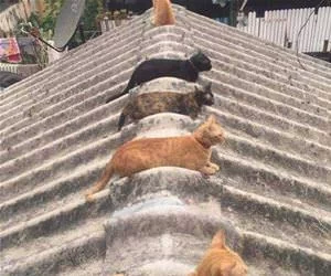 The_Cat_Roof_s.webp