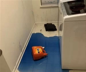 The_Cat_s.webp