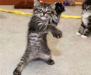 The_Dance_Off_s.webp
