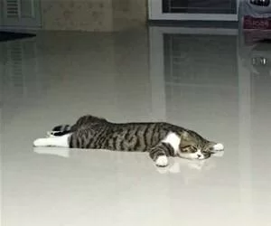The_Flattest_Cat_s.webp