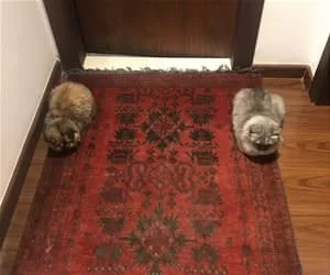 The_Guardians_s.webp