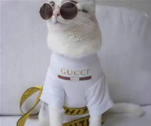 The_Gucci_Cat_s.webp