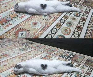 The_Heart_Kitty_s.webp
