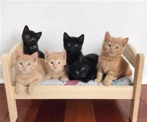 The_Kitten_Bed_s.webp