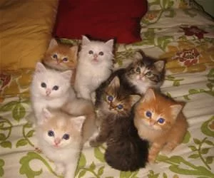 The_Kitten_Gang_s.webp