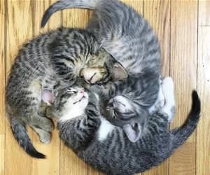 The_Kitten_Whirl_s.webp