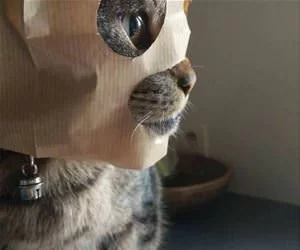 The_Mask_s.webp