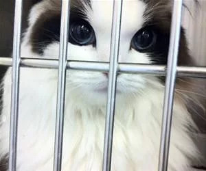 The_Most_Beautiful_Cat_Ever_s.webp