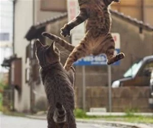 The_Ninja_Fight_s.webp