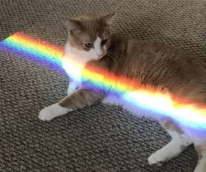 The_Rainbow_Cat4137_s.webp