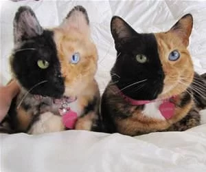 The_Two_Faces_s.webp