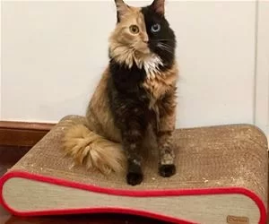 The_Weirdest_Cat_s.webp