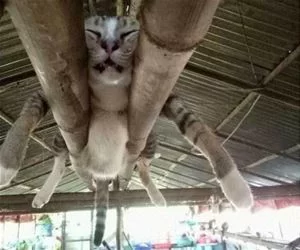 These_Cats_Chilling_s.webp