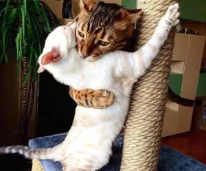 These_Cats_Love_Hugs_s.webp