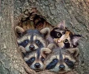 They_Suspect_Nothing352_s.webp