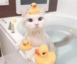 This_Bath_Is_Perfect_s.webp