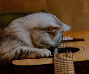 This_Cat_Loves_Guitar_s.webp