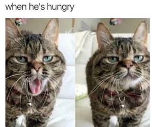 This_Cat_Makes_The_Weirdest_Faces_s.webp