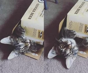 This_Cat_Wants_In_And_Out_s.webp