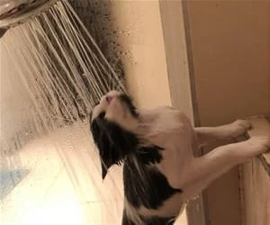This_Cat_Wants_To_Play_s.webp