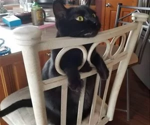 This_Chair_Is_Great_s.webp