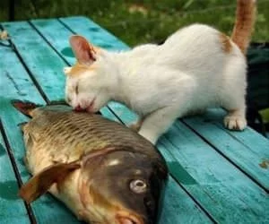 This_Fish_Is_Fishy_s.webp