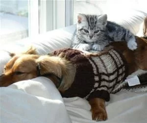 This_Guy_Makes_A_Good_Bed_s.webp