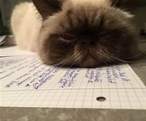 This_Homework_Is_Boring_s.webp