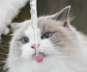 This_Ice_Is_Yummy_s.webp