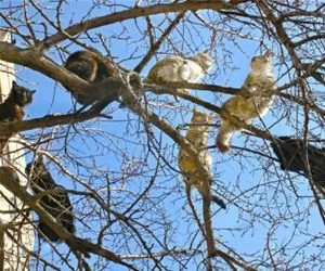 This_Is_A_Cat_Tree_s.webp