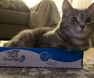 This_Is_A_Fancy_Box_s.webp