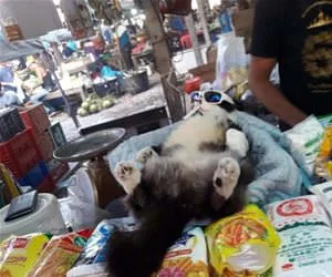 This_Is_A_Relaxed_Kitty_Cat_s.webp