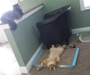 This_Is_Comfy_s.webp