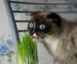 This_Is_Delicious1808_s.webp