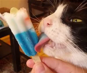 This_Is_Delicious563_s.webp