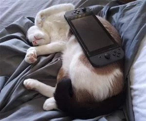 This_Is_Lazy_Time_s.webp