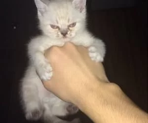 This_Is_Mad_Kitty_s.webp