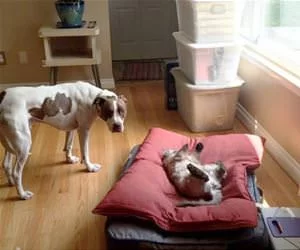This_Is_My_Bed_Now8849_s.webp