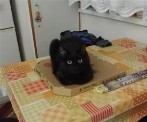 This_Is_My_Box_Now_s.webp