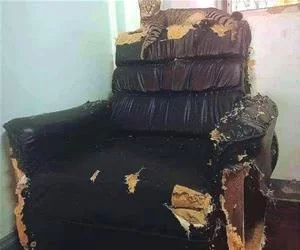 This_Is_My_Couch_Now_s.webp