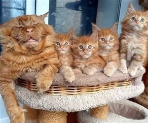 This_Is_My_Family_s.webp