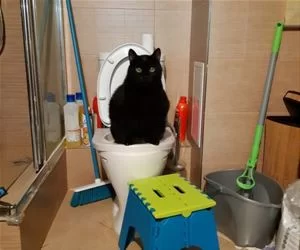 This_Is_My_Litter_Box_s.webp