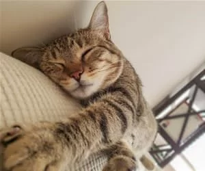 This_Is_My_Place_To_Nap_s.webp